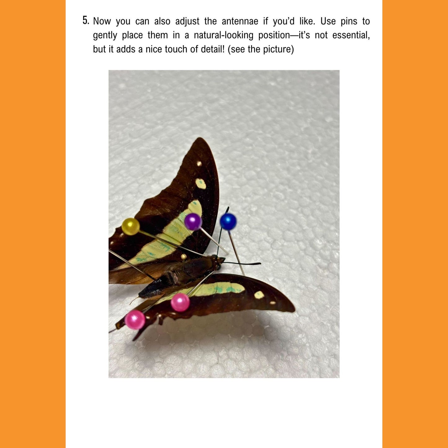 butterfly kit for art and photography