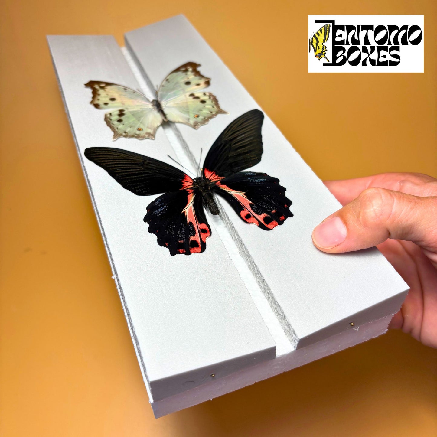 cheap foam butterfly pinning board