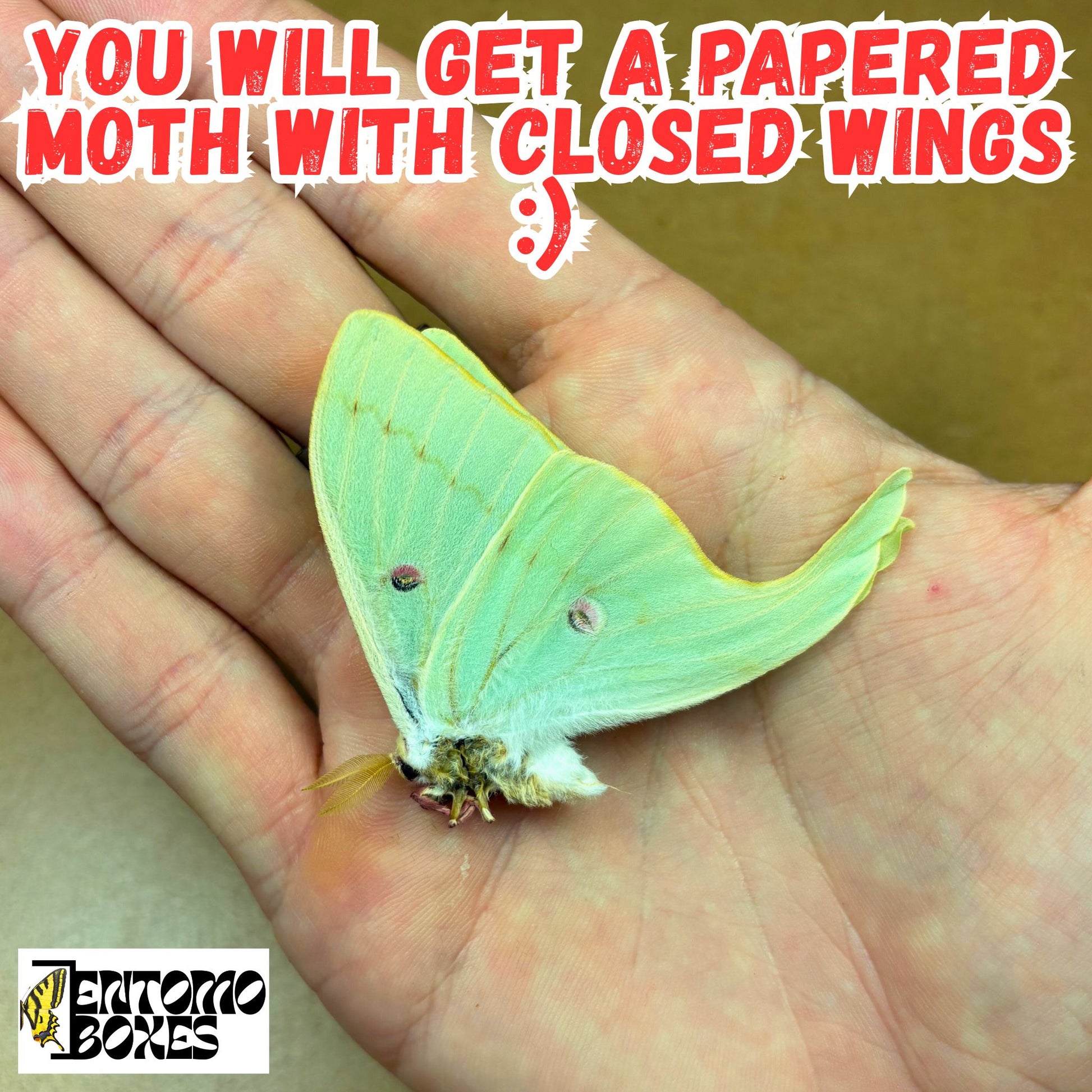 actias luna for sale