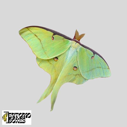 actias luna for sale