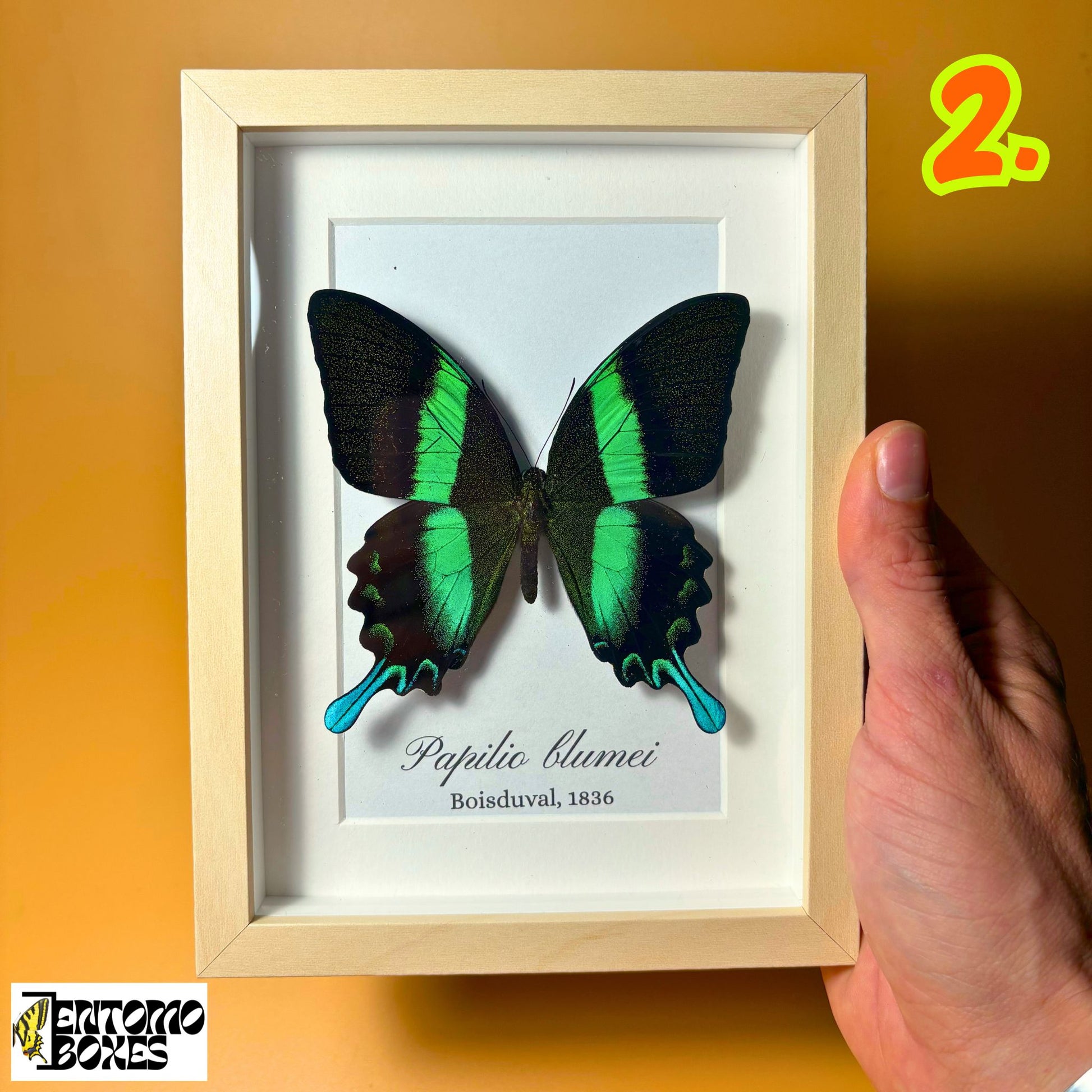 papilio blumei tropical butterfly in frame