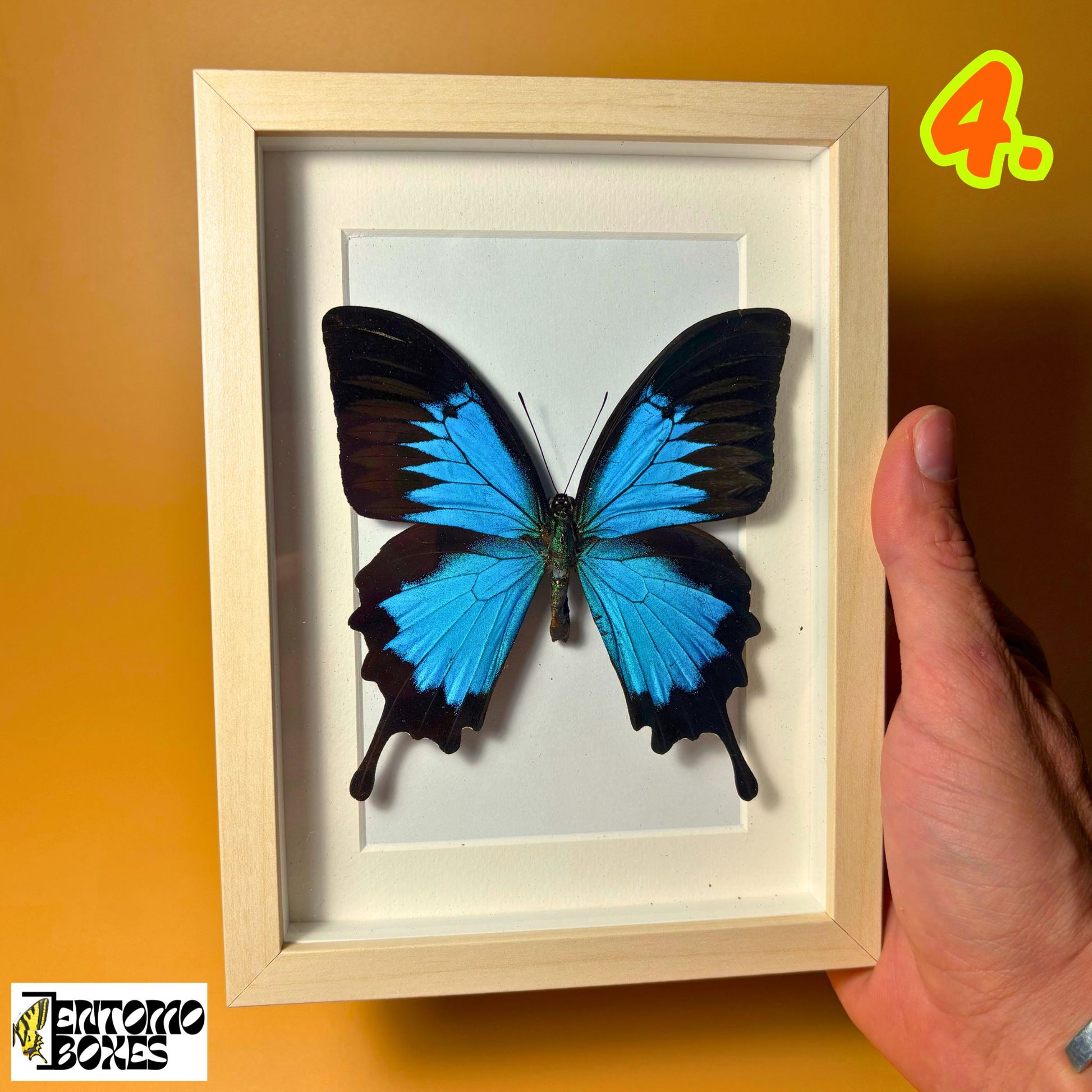 papilio ulysses tropical butterfly in frame