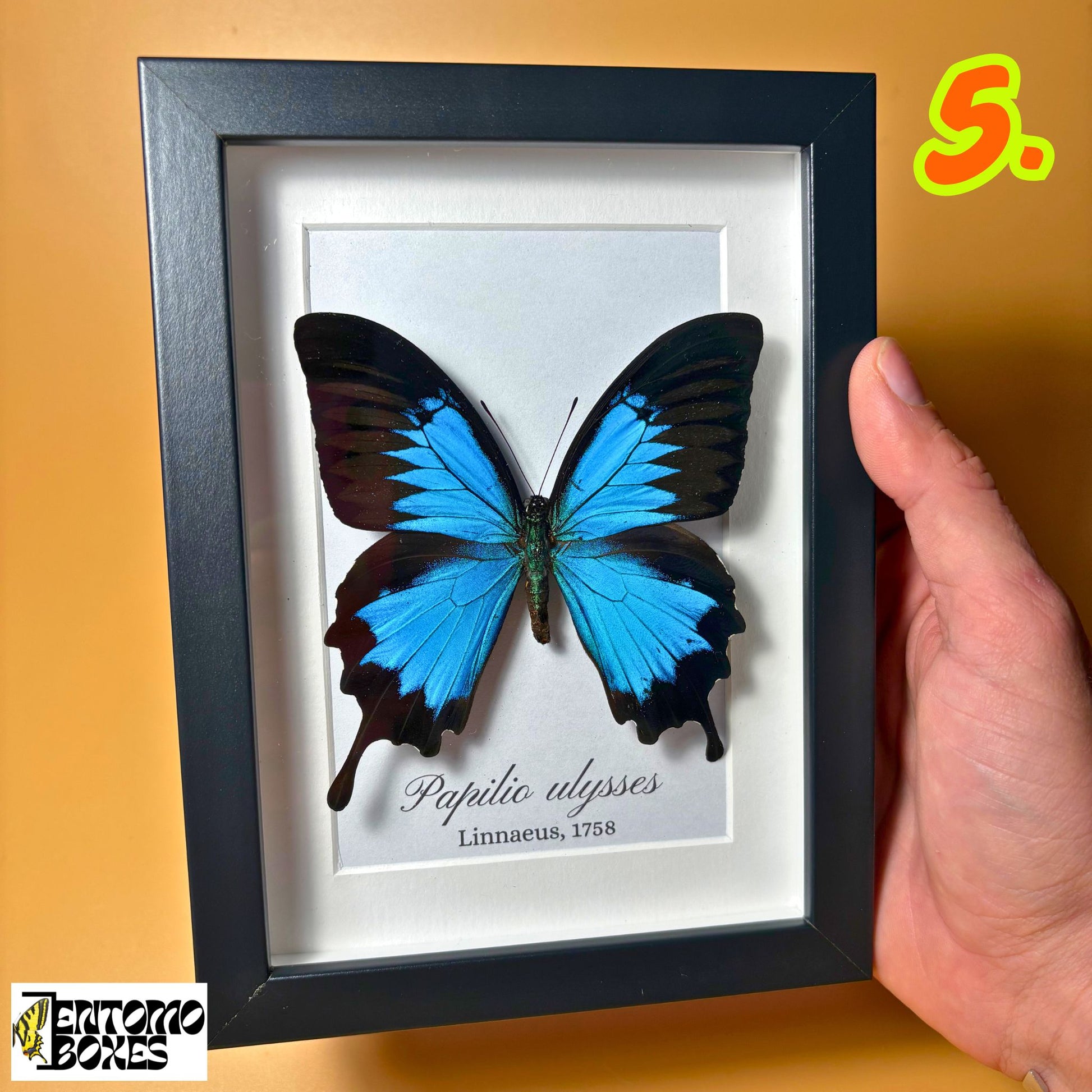 papilio ulysses tropical butterfly in frame