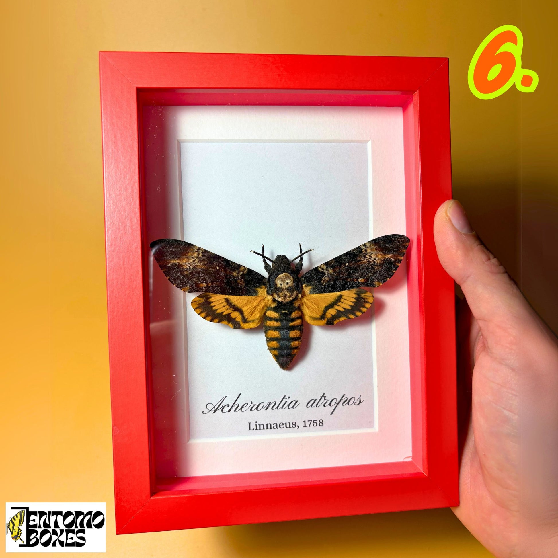 acherontia atropos hawkmoth in frame