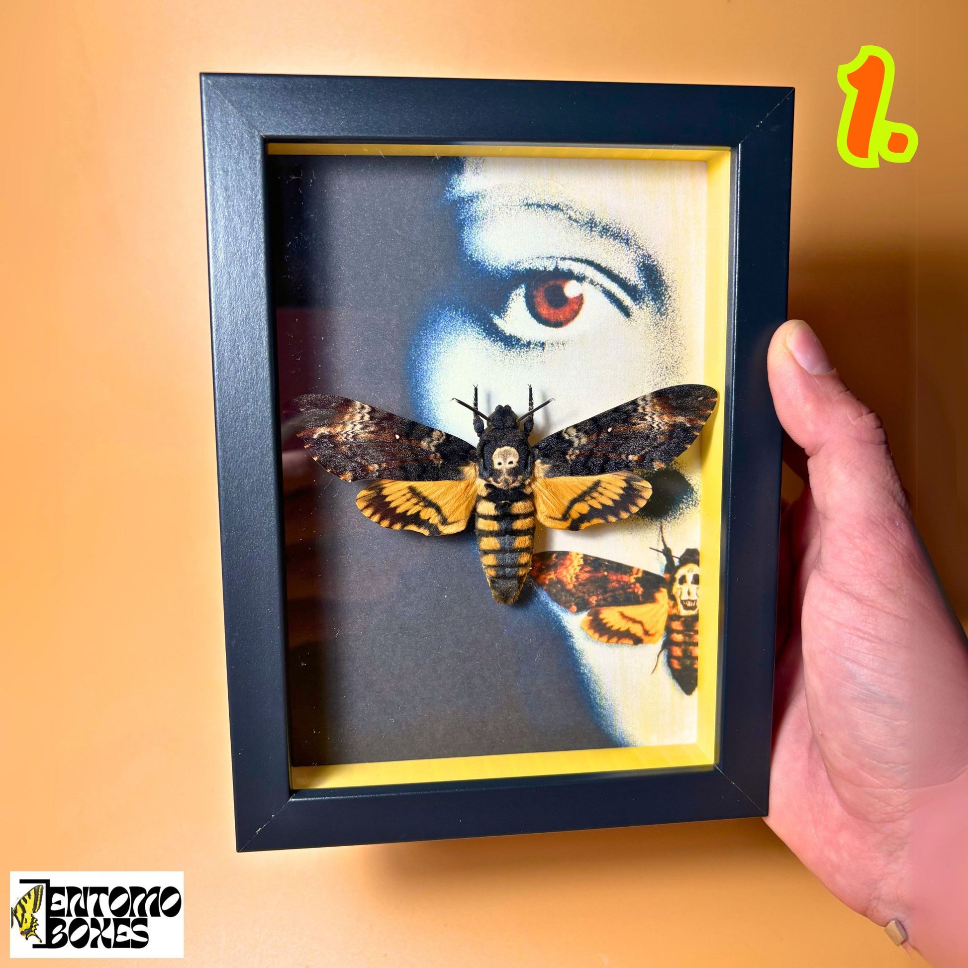 acherontia atropos hawkmoth in frame