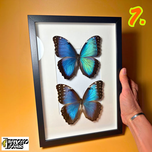 blue morpho buterfly pair in frame