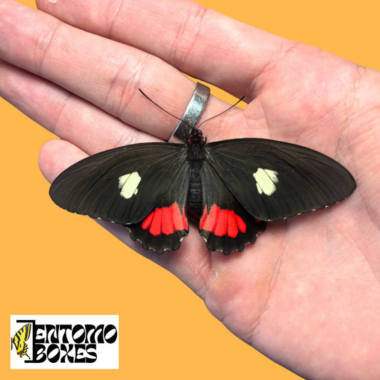 parides butterfly for sale