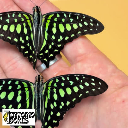 Graphium agamemnon tapissé
