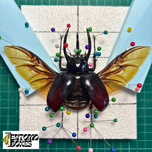 all-in-one complete entomology beetle mounting kit with guide