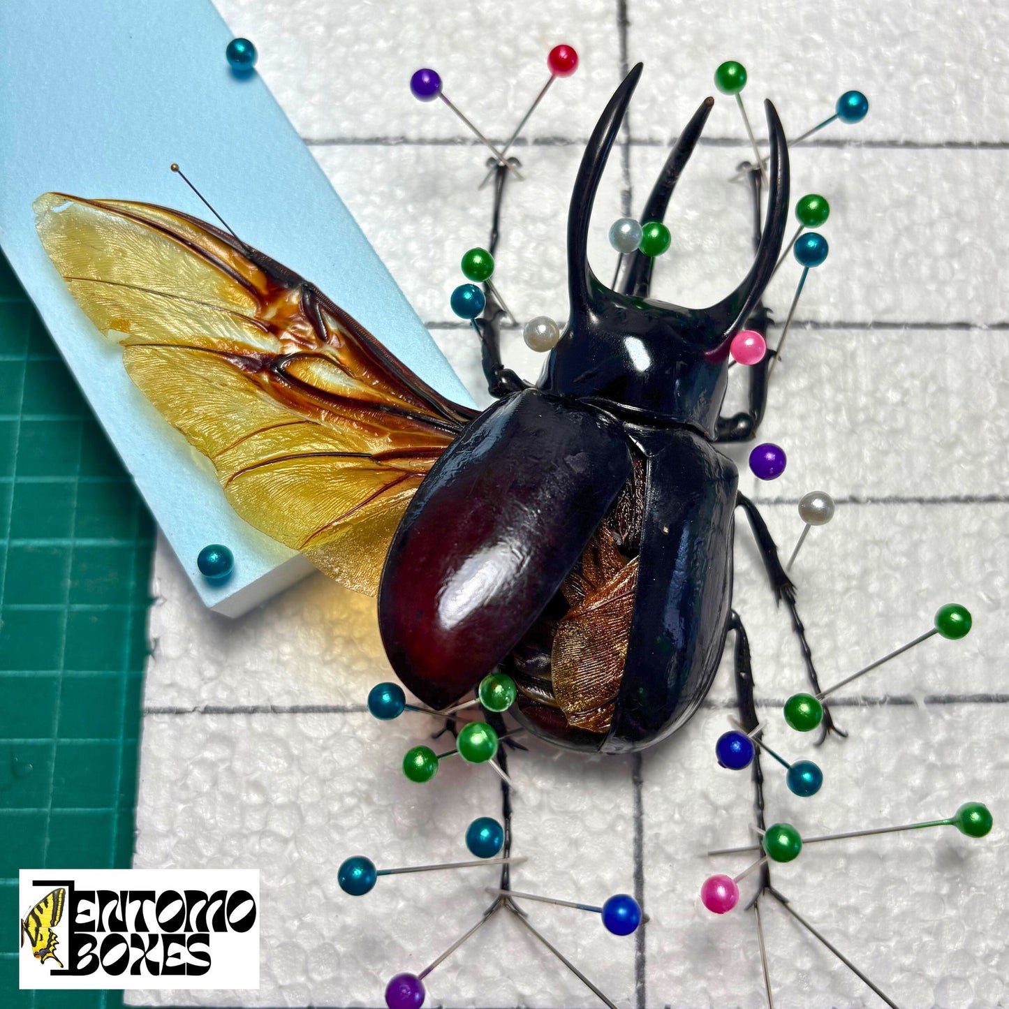 all-in-one complete entomology beetle mounting kit with guide