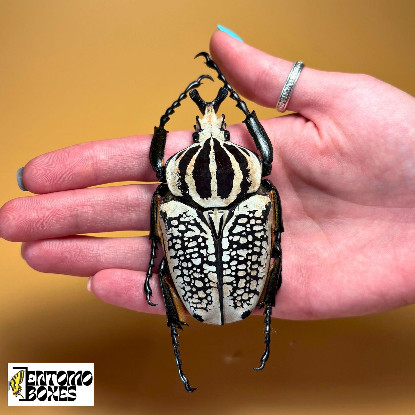 all-in-one complete entomology beetle mounting kit with guide
