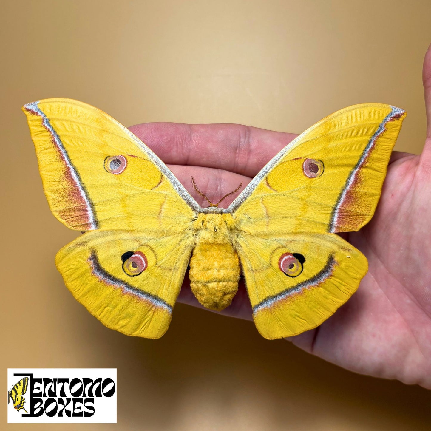 Antheraea yamamai female for sale