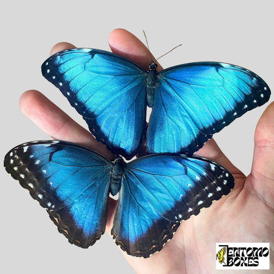 blue morpho butterflies for sale