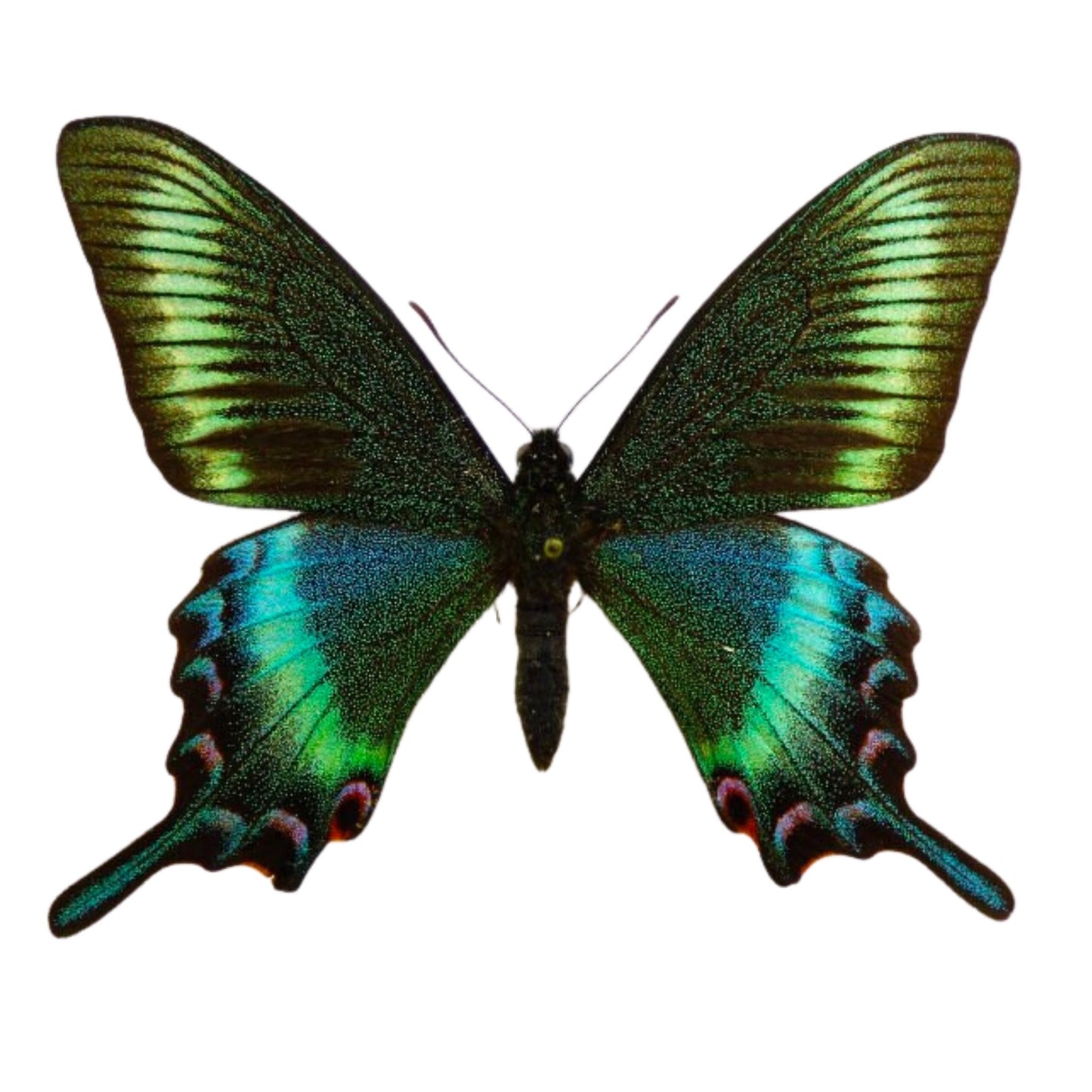 papilio maackii