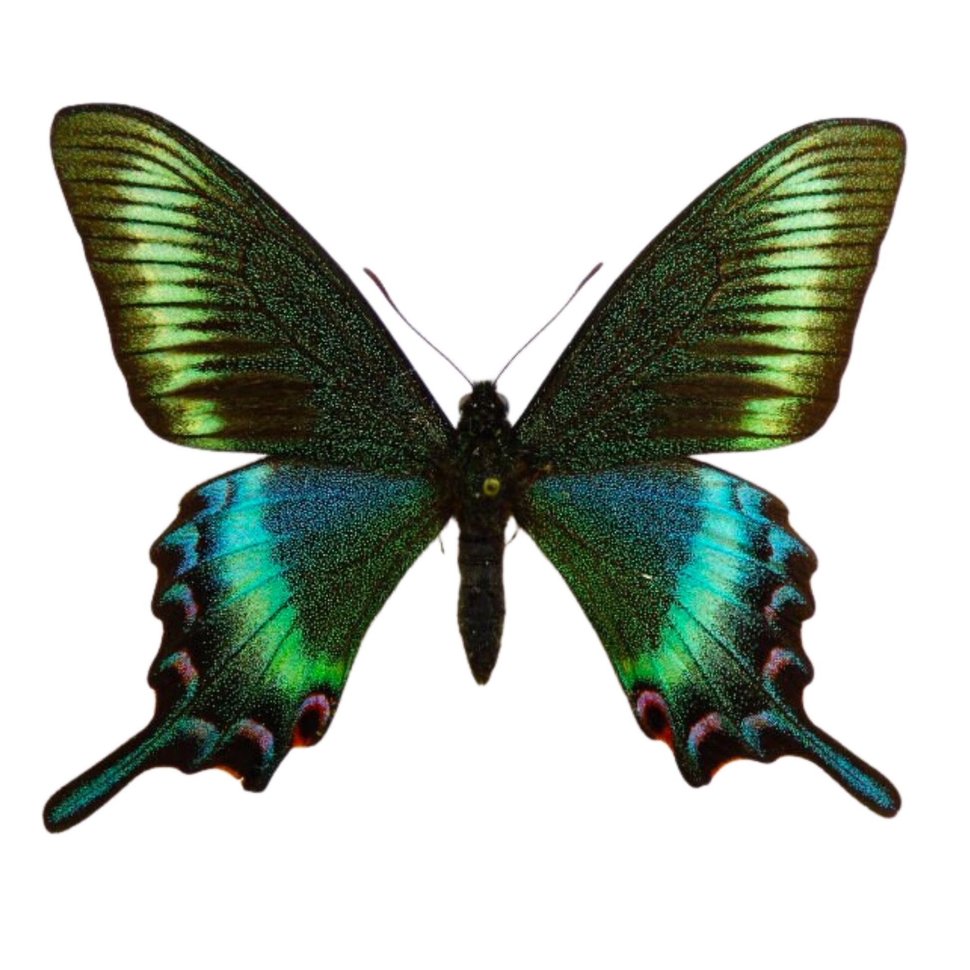 papilio maackii