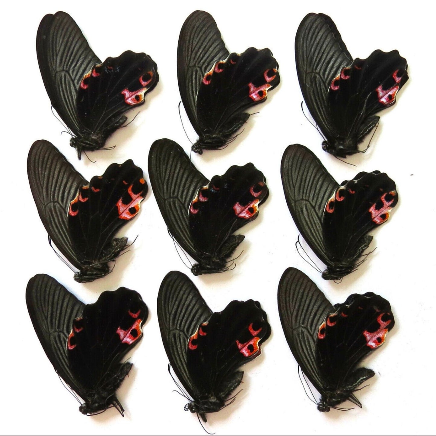 Papilio protenor
