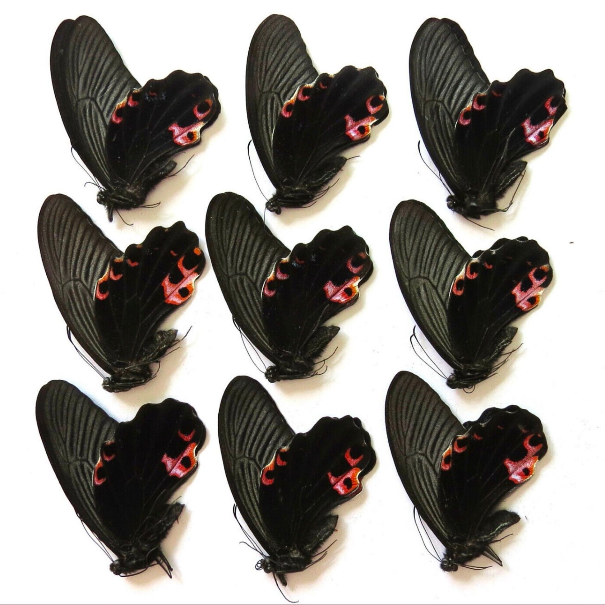Papilio protenor