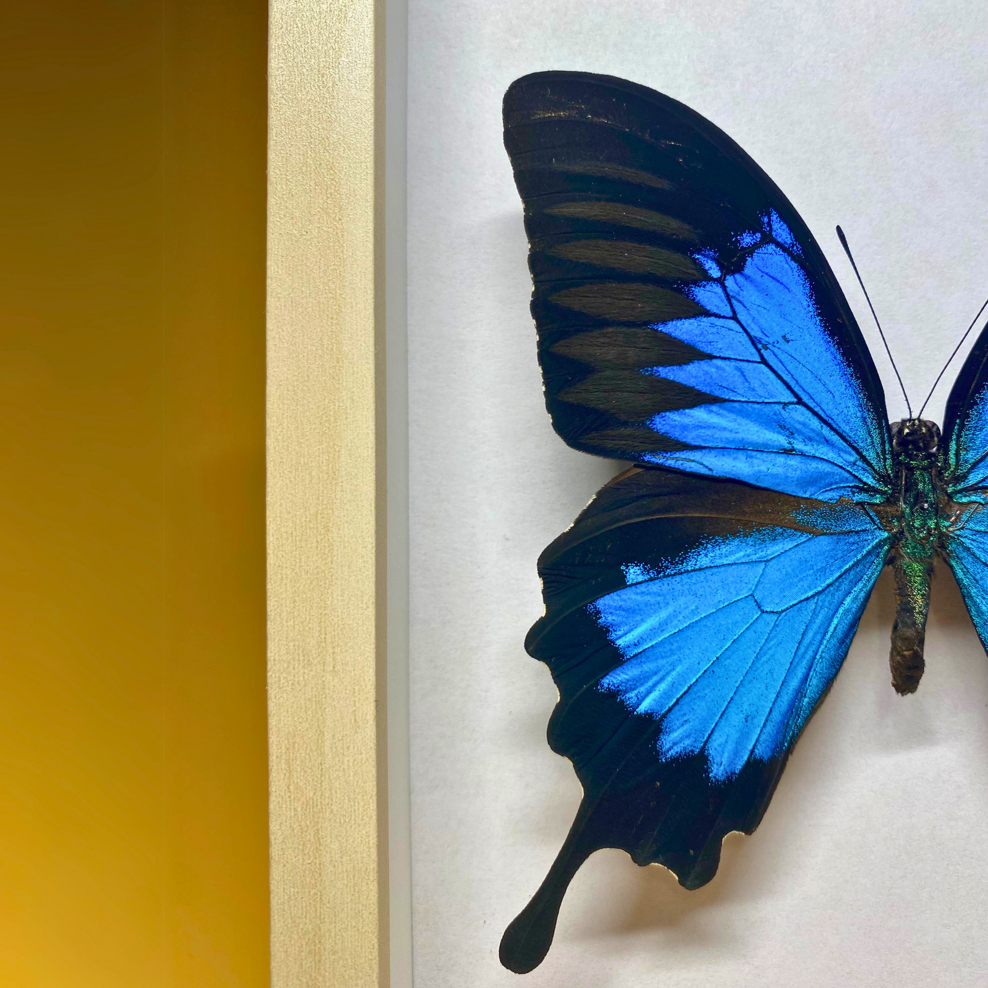 papilio ulysses