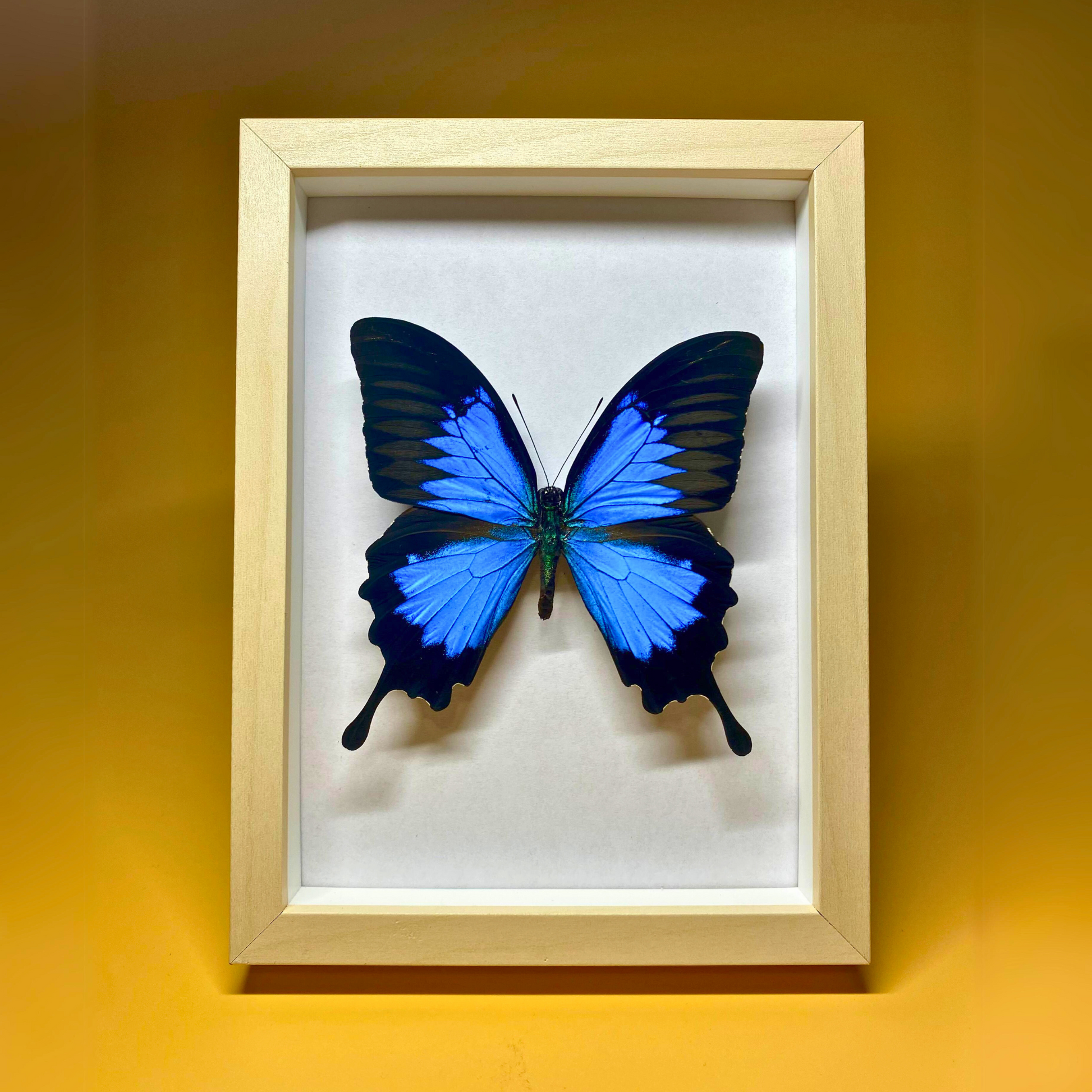 papilio ulysses in frame