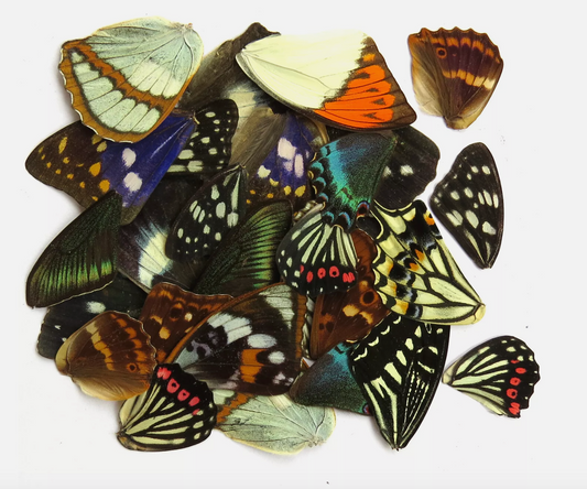 mix butterfly wings
