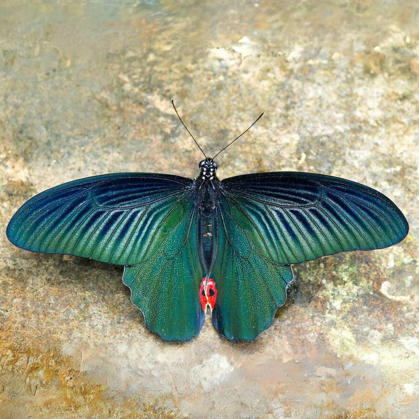 Papilio protenor