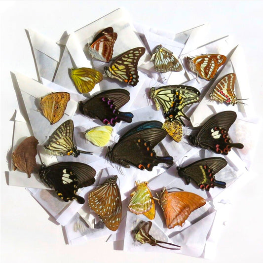 butterfly mix
