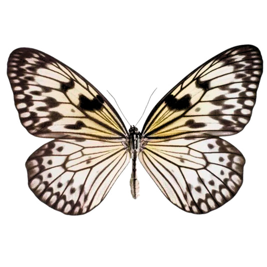 idea leuconoe