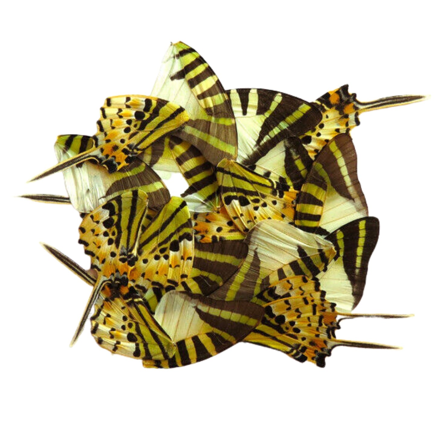 butterfly wings