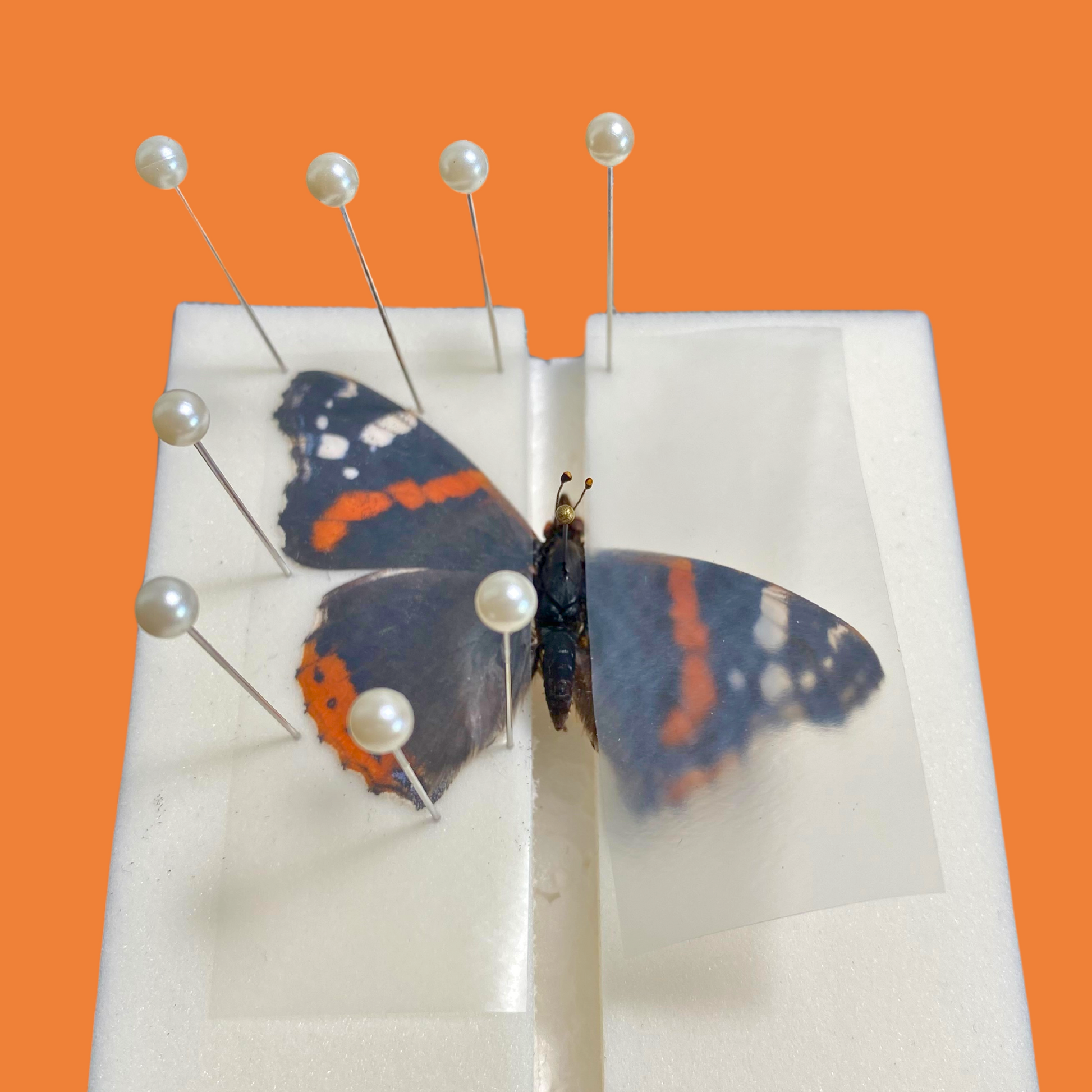 butterfly spreading board