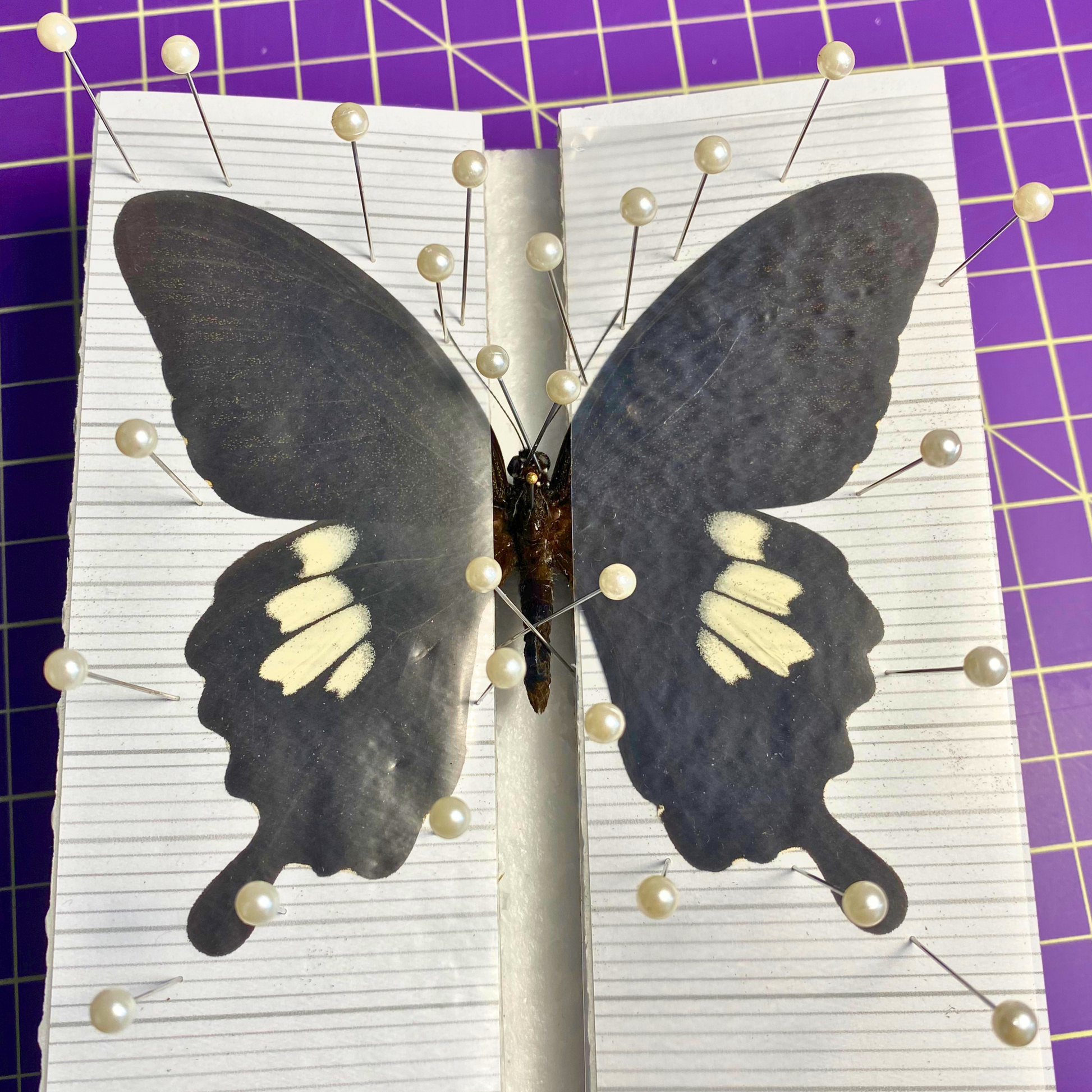 butterfly collection kit