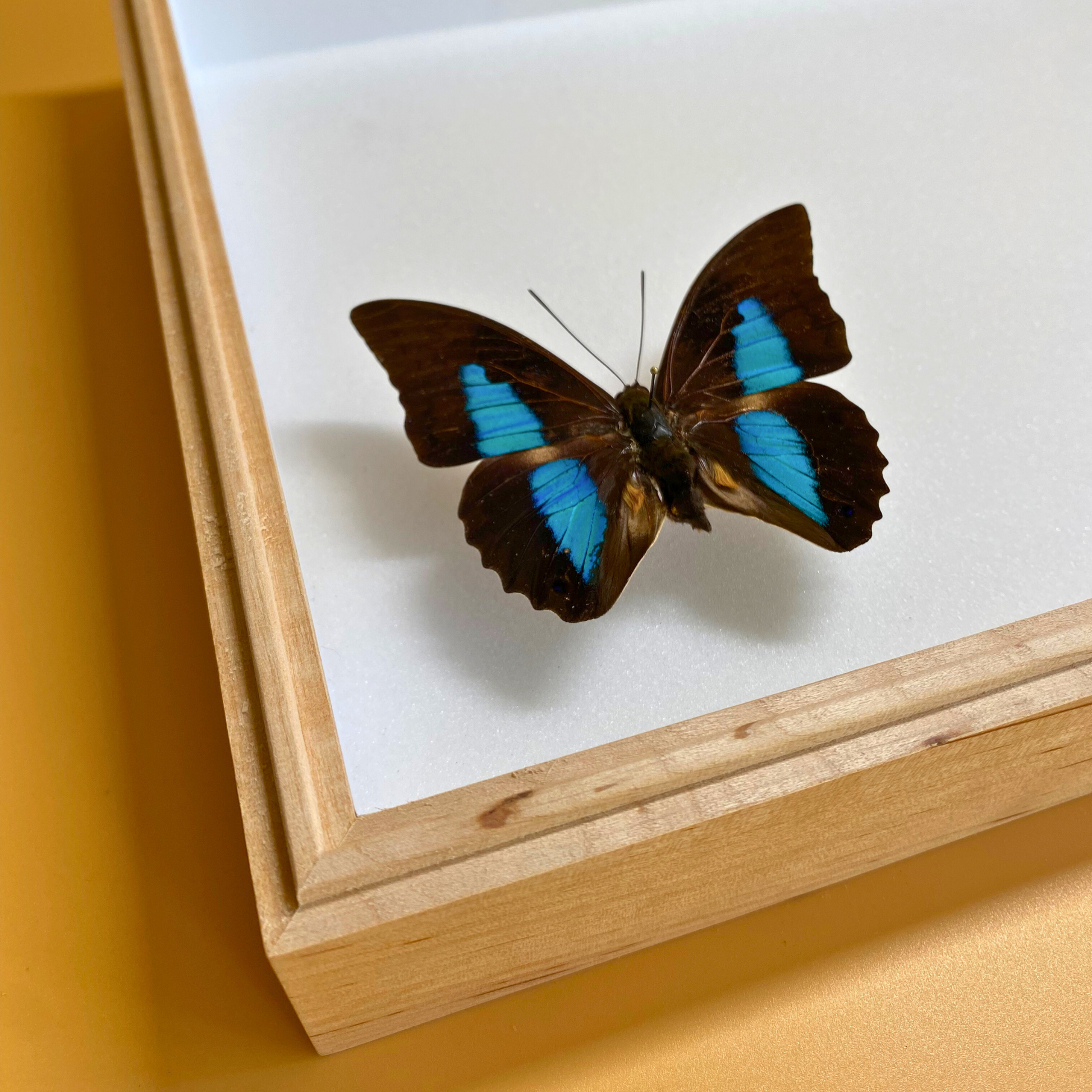 wooden entomology frame