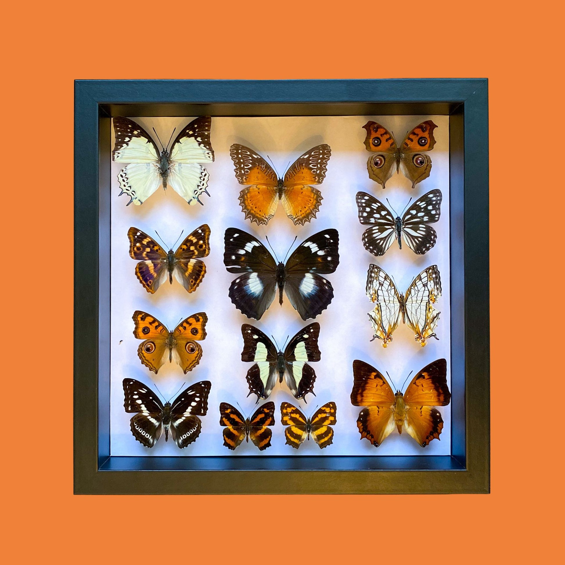 butterfly collection box