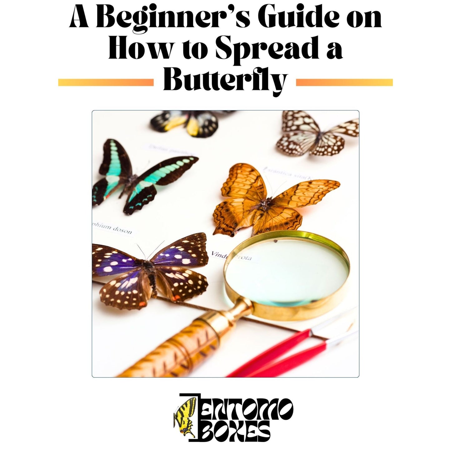 butterfly collection guide