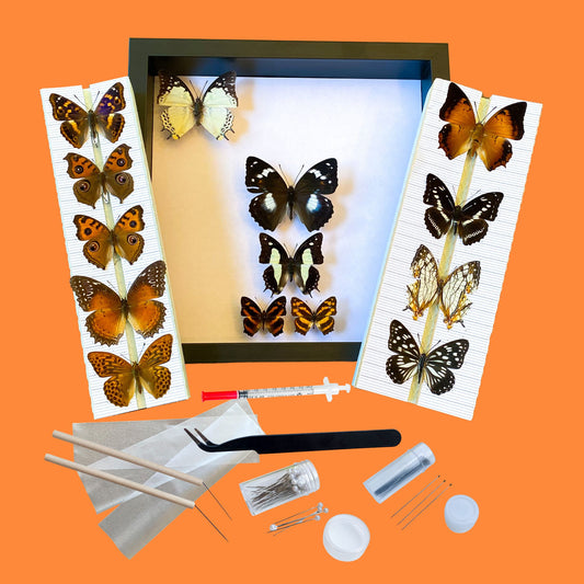 butterfly collection kit