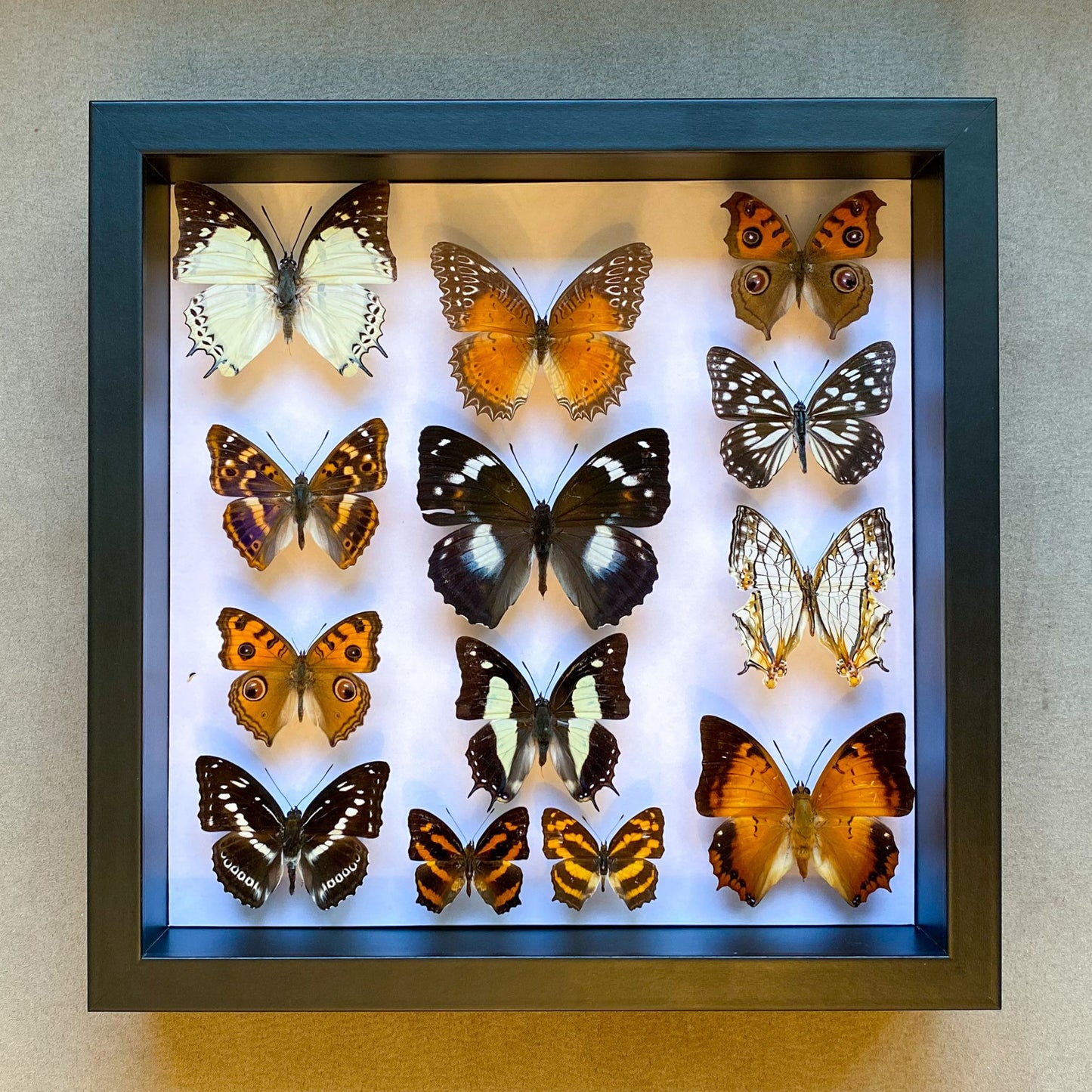 butterfly display frame