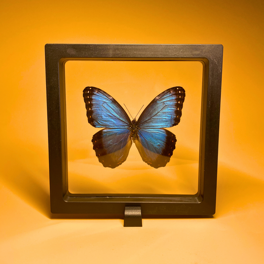 butterfly in transparent frame