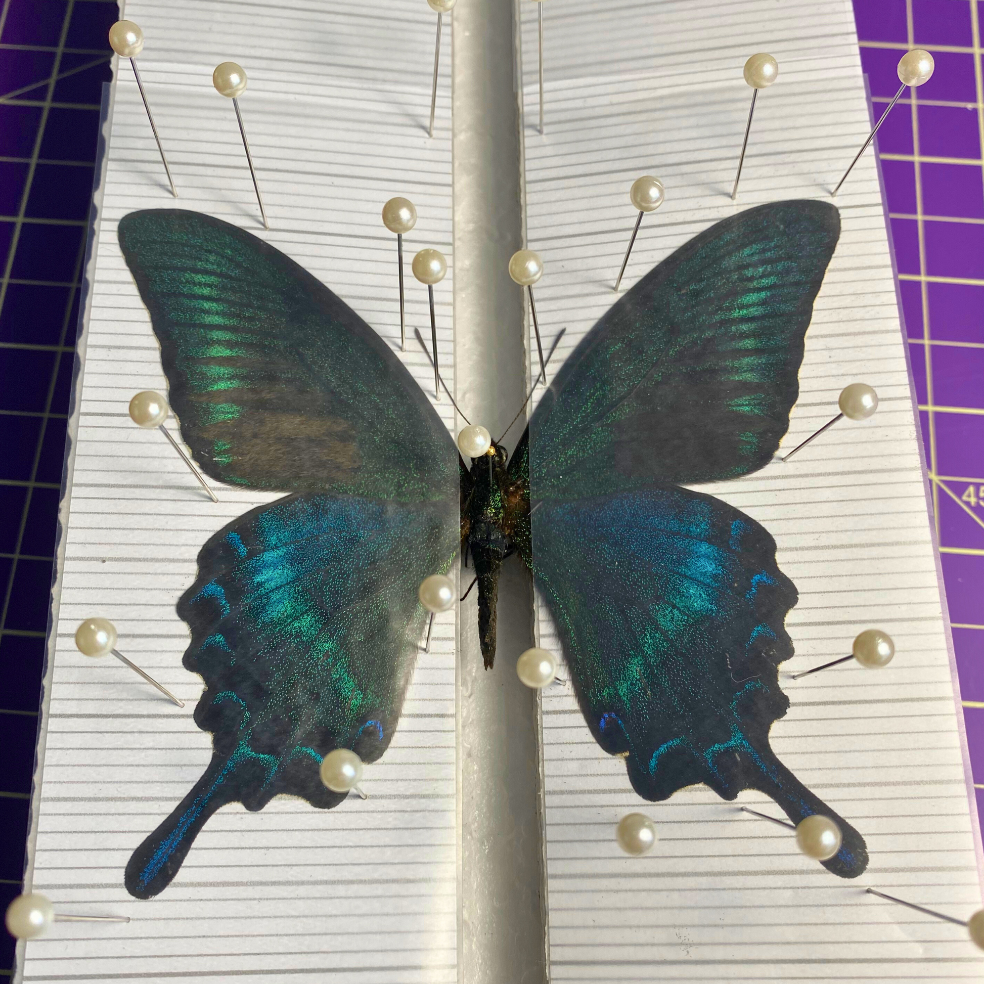 butterfly collection kit