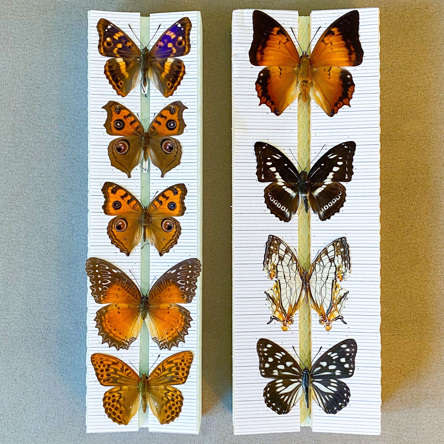 butterfly spreading board