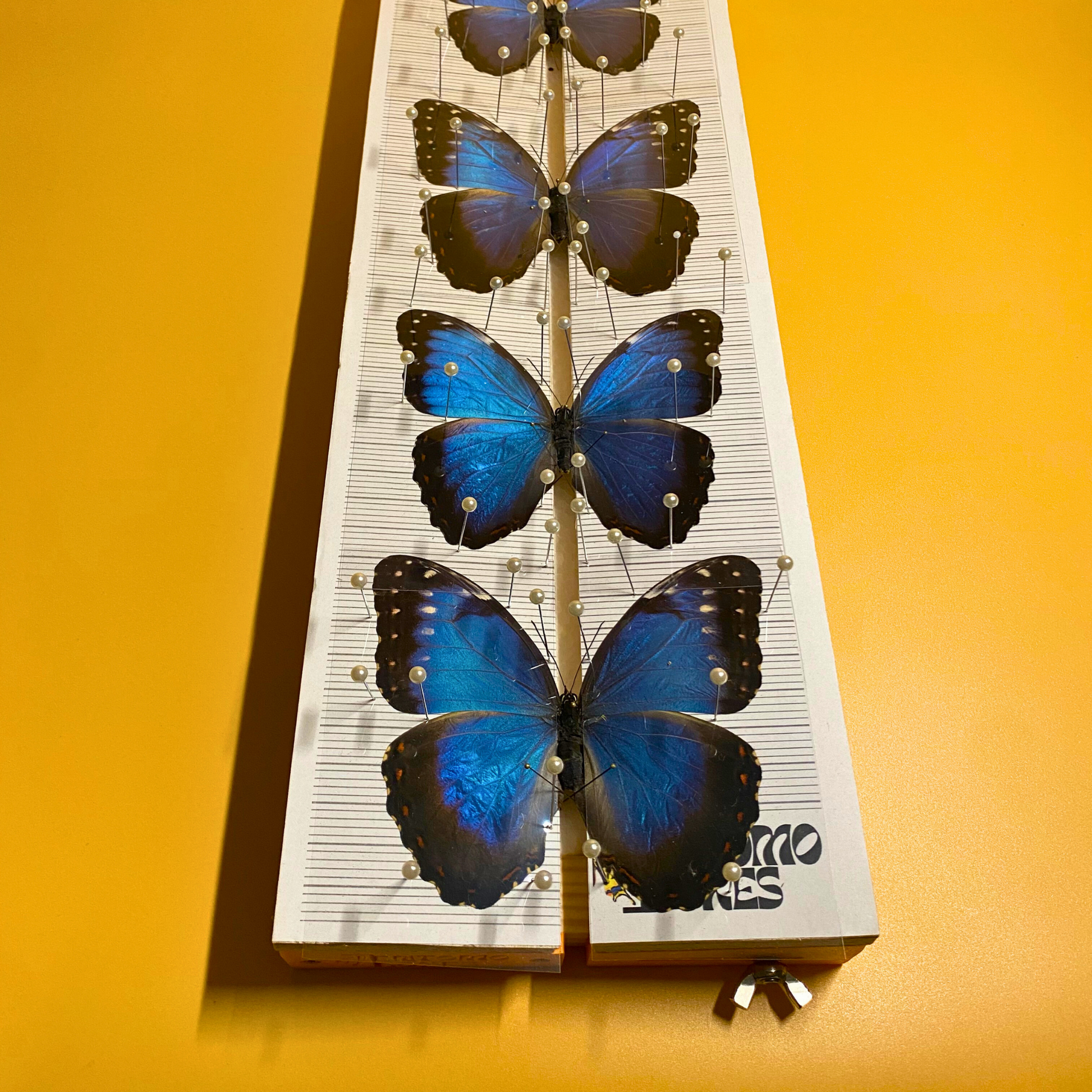 moth spreading board