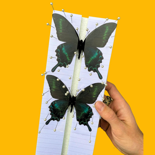 butterfly spreading board