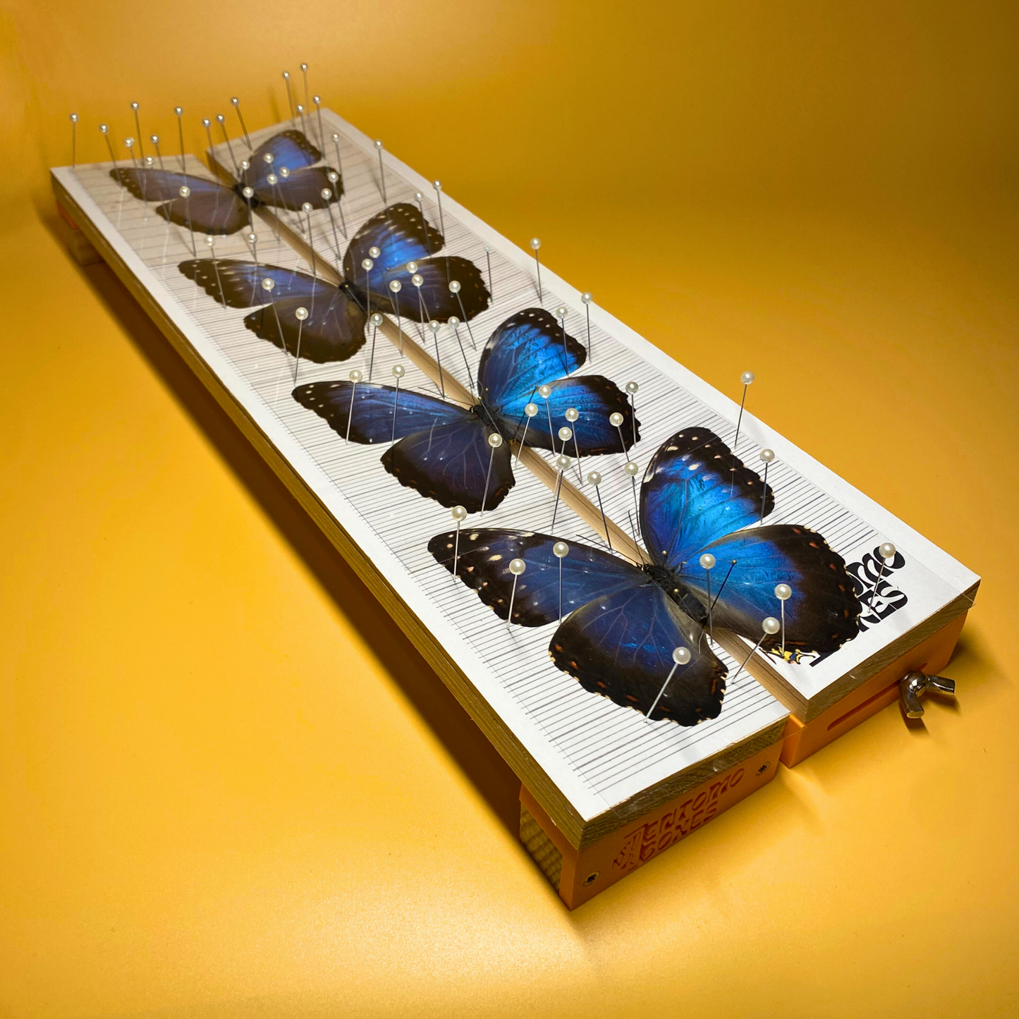 entomology spreading board