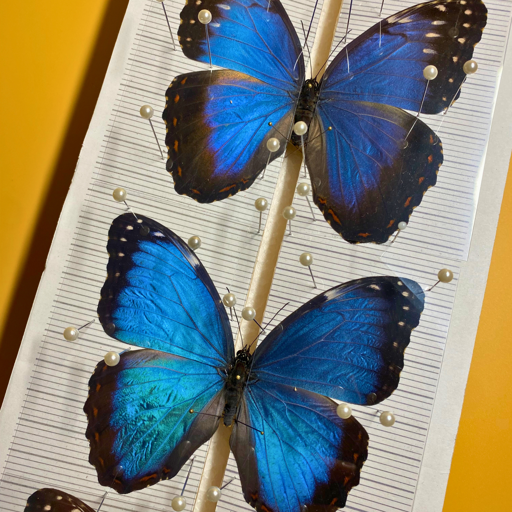 butterflies on spreading board