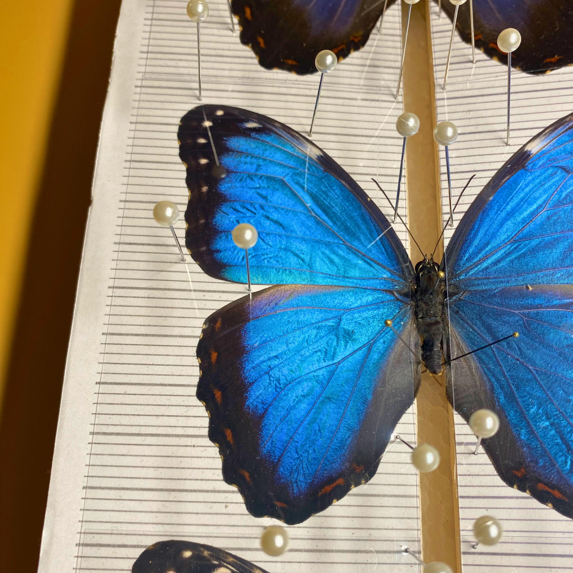 butterfly spreading foil
