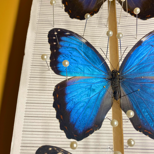 butterfly spreading foil