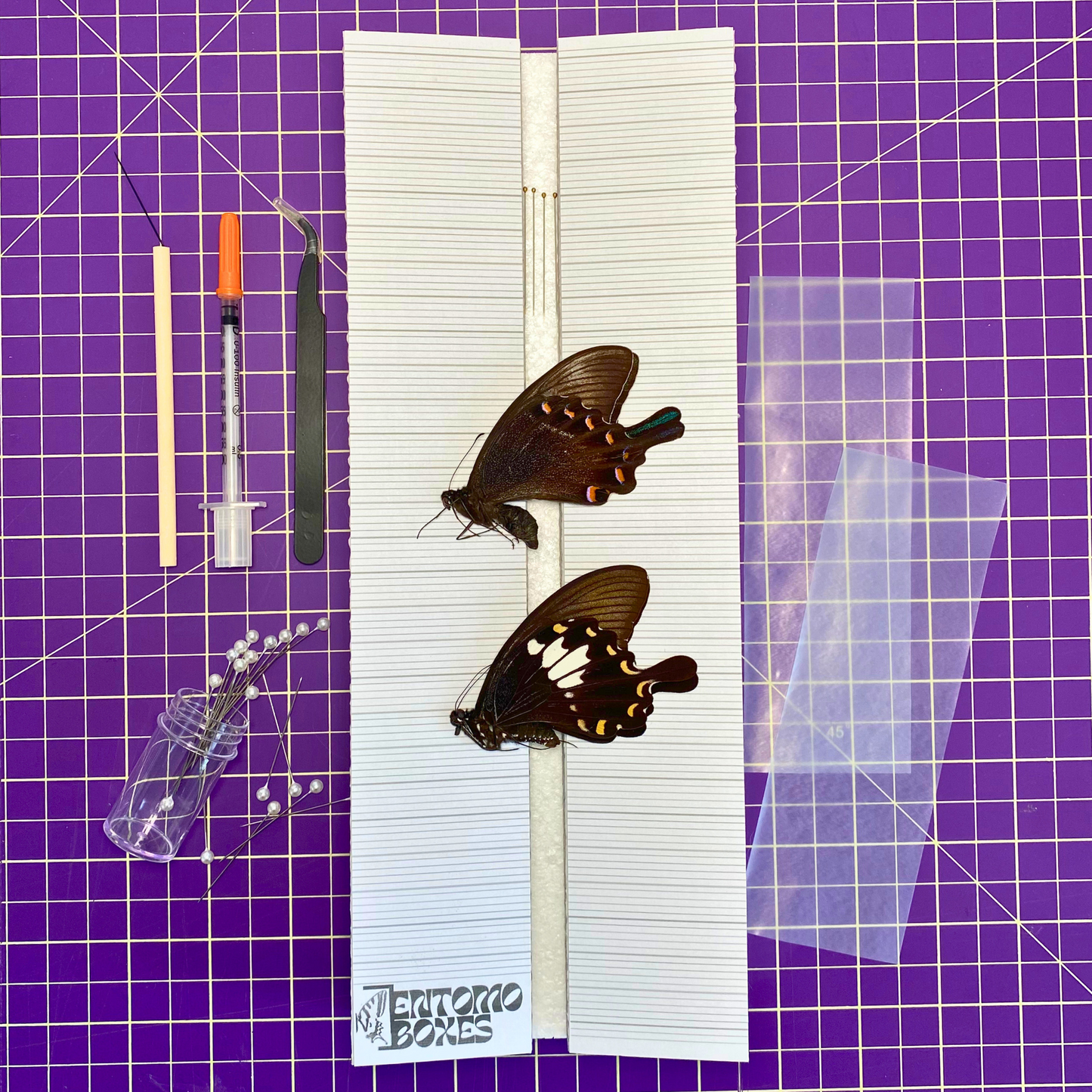 butterfly collection kit