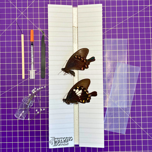 butterfly collection kit