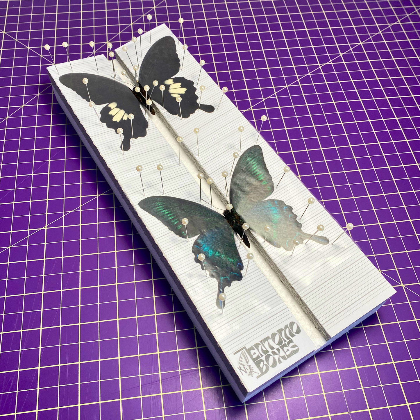 butterfly collection kit
