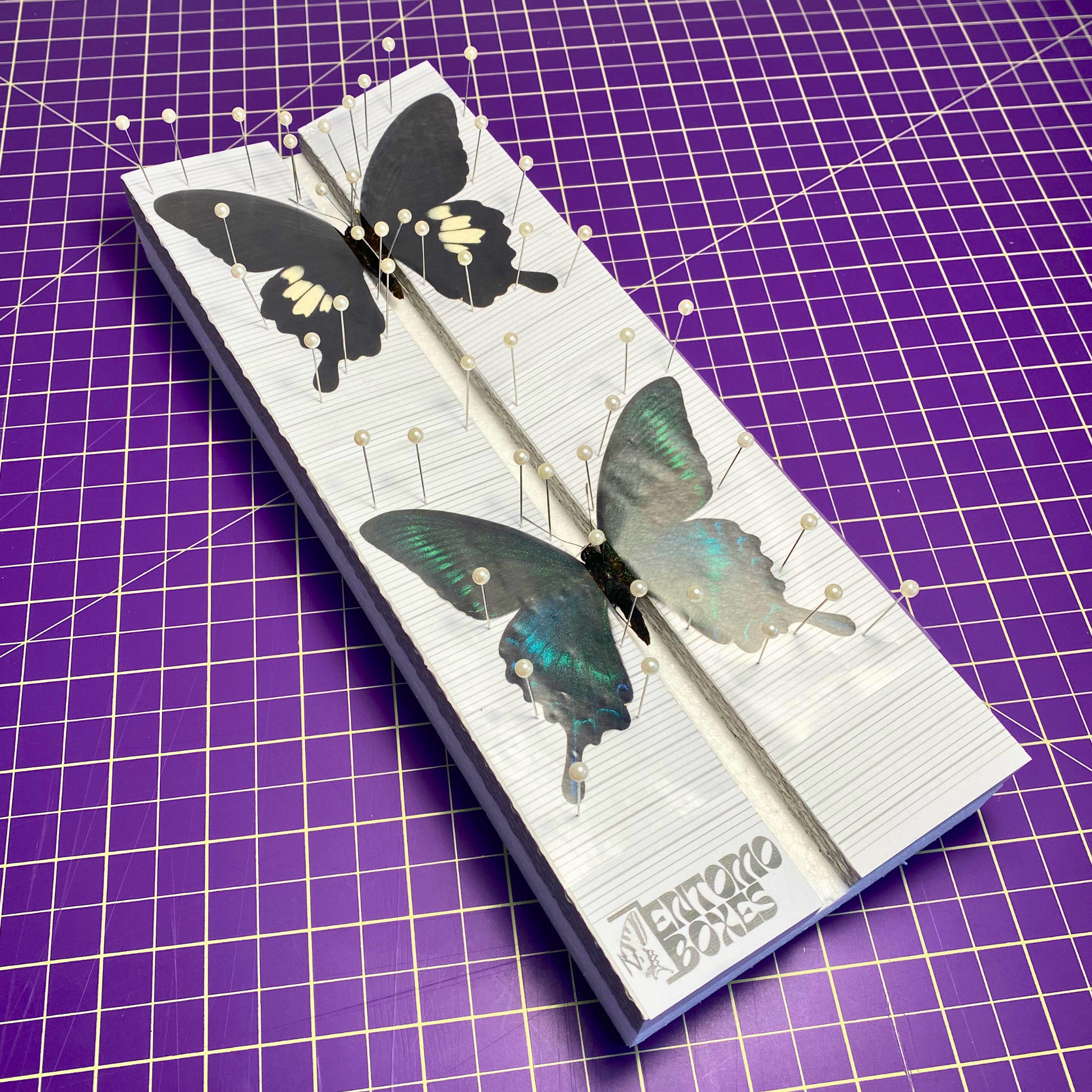 butterfly collection kit
