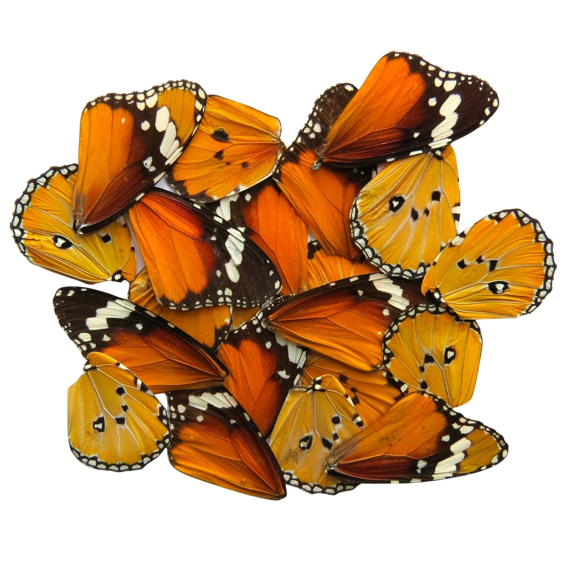 butterfly wings