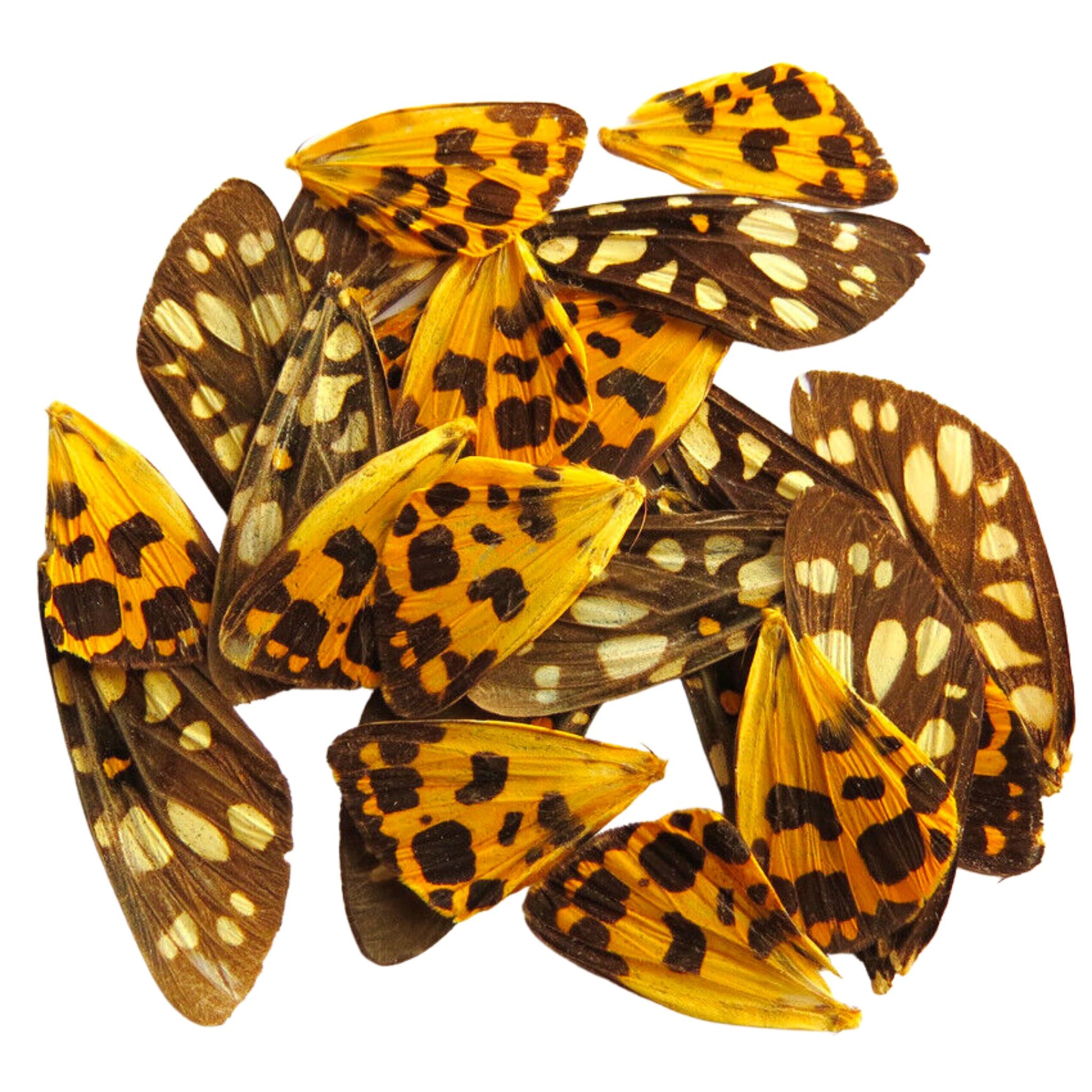 butterfly wings